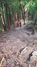 People on road amidst trees in forest