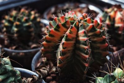 Close-up of succulent plant