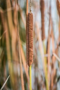 Close-up of dried plant hanging on land