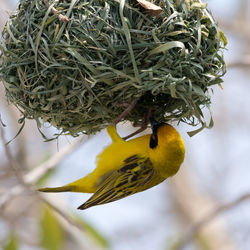 Yellow masked weaverbird building nest