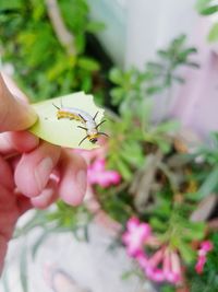 Close-up of hand holding plant