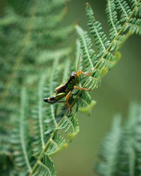 Close-up of insect on plant