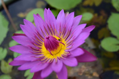 Close-up of purple flower