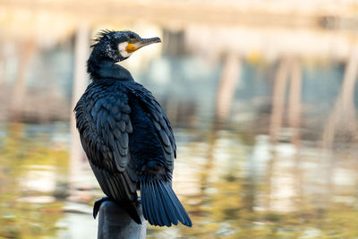 Close-up of bird perching on a lake