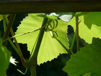 Close-up of fresh green leaf