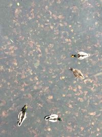 High angle view of ducks swimming in lake