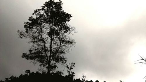 Low angle view of tree against sky