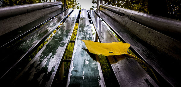 High angle view of yellow leaves on railing