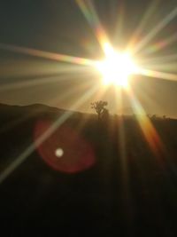 Close-up of insect on plant at sunset