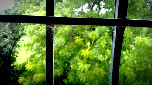 Close-up of water drops on window