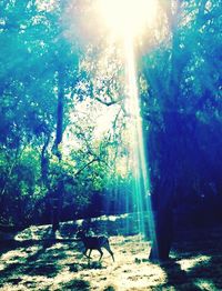 Sun shining through trees in forest