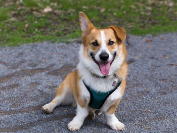 Male welsh corgi sitting in alley looking up with one ear drooping and one erect