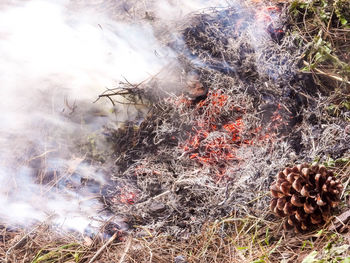 High angle view of pine cone on field