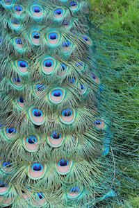 Close-up of peacock feathers