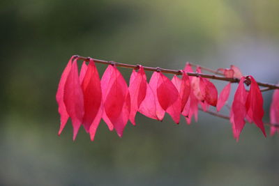 Close-up of red flower