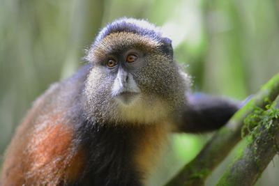 Close-up of monkey looking away