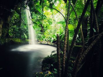 Scenic view of waterfall in forest