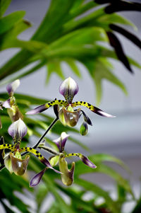 Close-up of insect on flower