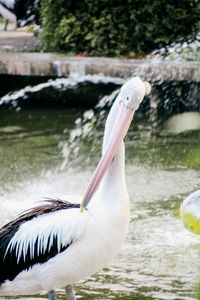 Close-up of pelican in lake