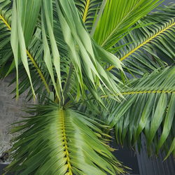 Close-up of palm leaf