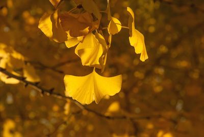 Close-up of yellow flower