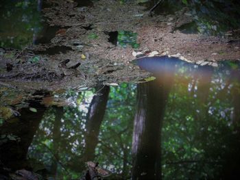 View of tree trunks in forest