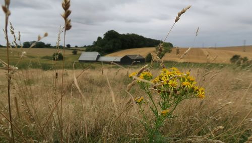 Scenic view of grassy field against sky