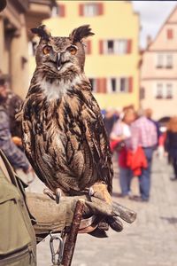 Portrait of an eagle owl sitting on handler's hand.