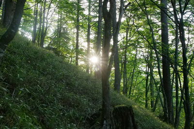 Sunlight streaming through trees in forest