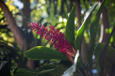 Close-up of red flowering plant leaves