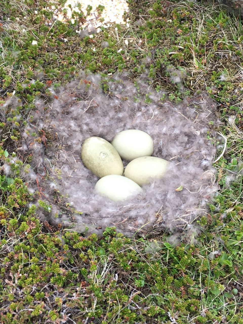 HIGH ANGLE VIEW OF EGGS ON FIELD IN SUNLIGHT