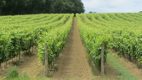 Panoramic view of vineyard against sky