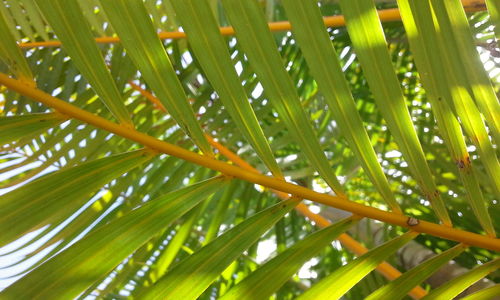 Close-up of palm tree