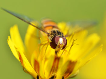 Macro shot of bee pollinating on yellow flower