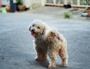 Close-up of dog on street