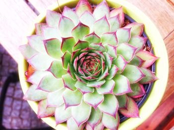 High angle view of a flower