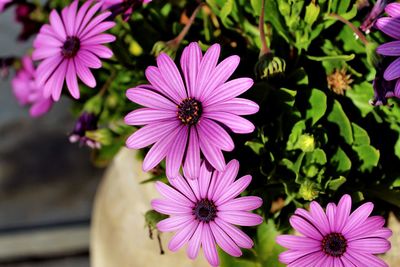 Close-up of purple flowers