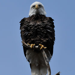 Low angle view of eagle perching against clear sky