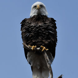 Low angle view of eagle perching against clear sky