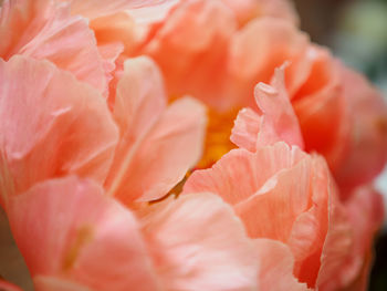 Close-up of pink rose