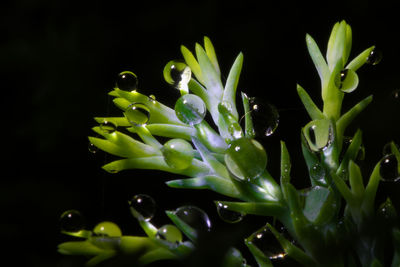 Close-up of wet plant against black background