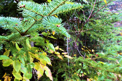 Close-up of tree in forest