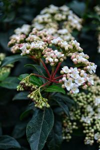 Close-up of flowering plant