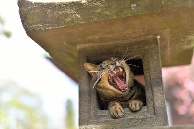 Close-up of cat in stone lantern