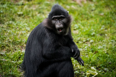 Monkey sitting on field