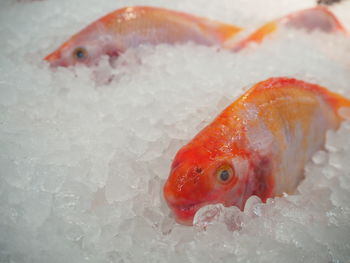 Close-up of fish swimming in sea