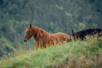 Horses on a field in the mountains