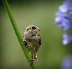 Close-up of sparrow perching on flower