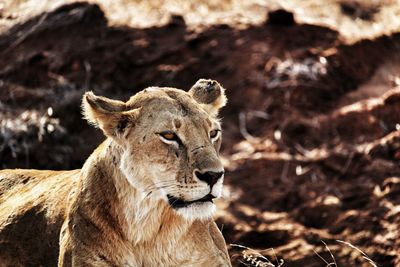 Close-up of a lion