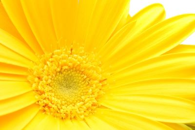 Close-up of yellow daisy flower